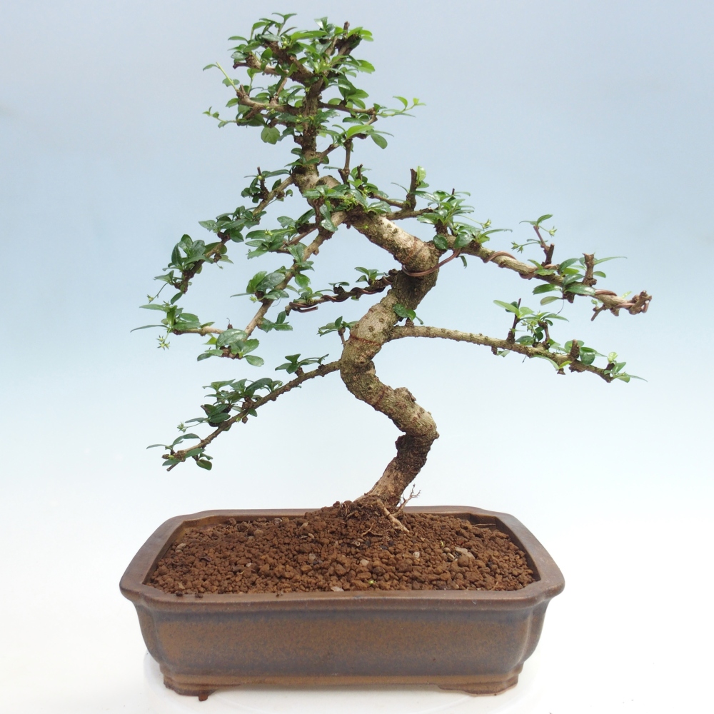 Zimmer-Bonsai - Carmona macrophylla - Tee-Fuki