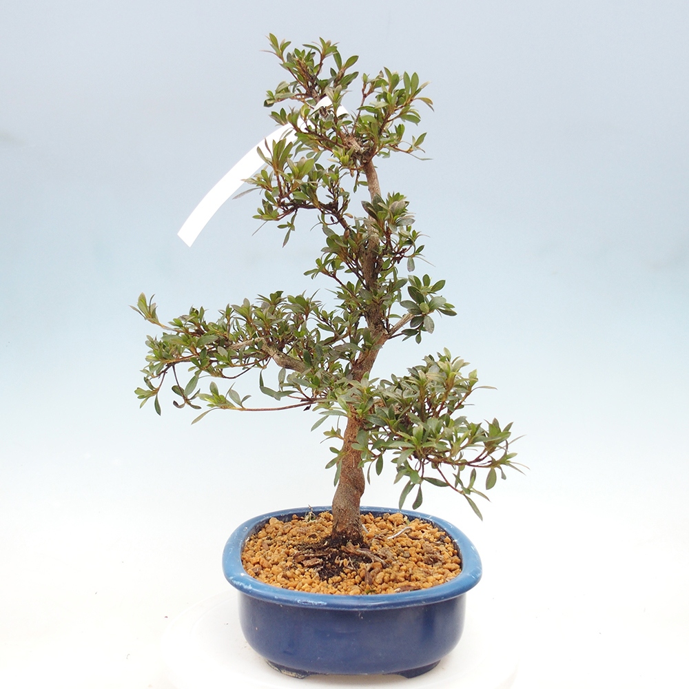 Bonsai für draußen - Japanische Azalee - Azalee Reiko