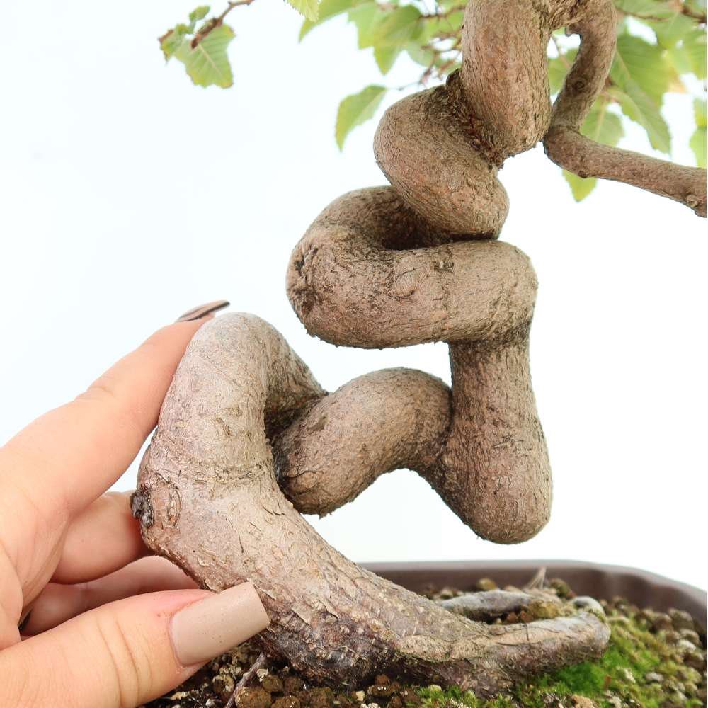Bonsai für draußen -Carpinus CARPINOIDES - Koreanische Hainbuche