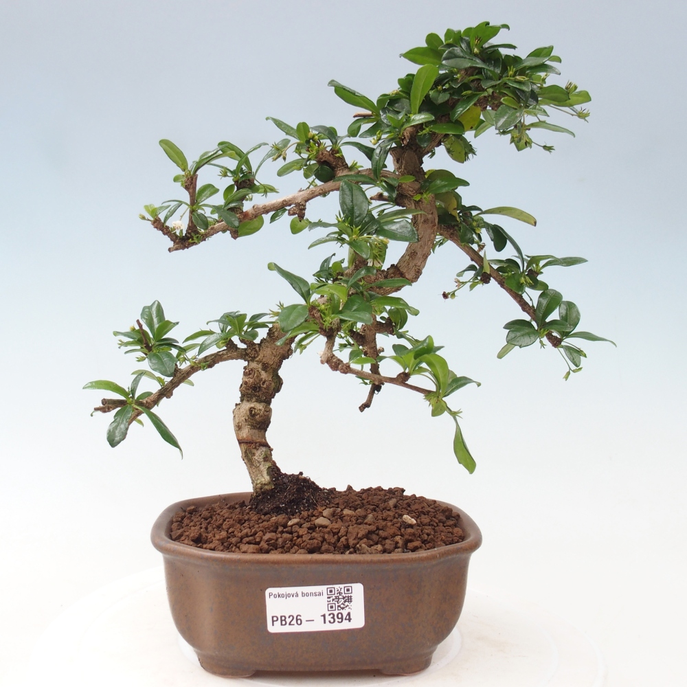 Zimmer-Bonsai - Carmona macrophylla - Tee-Fuki