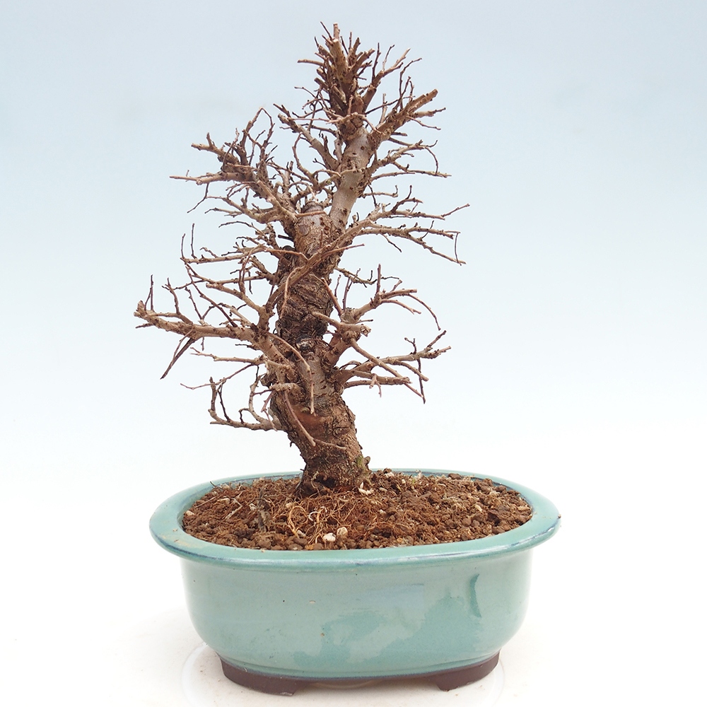 Bonsai für draußen - Zelkova - Zelkova NIRE
