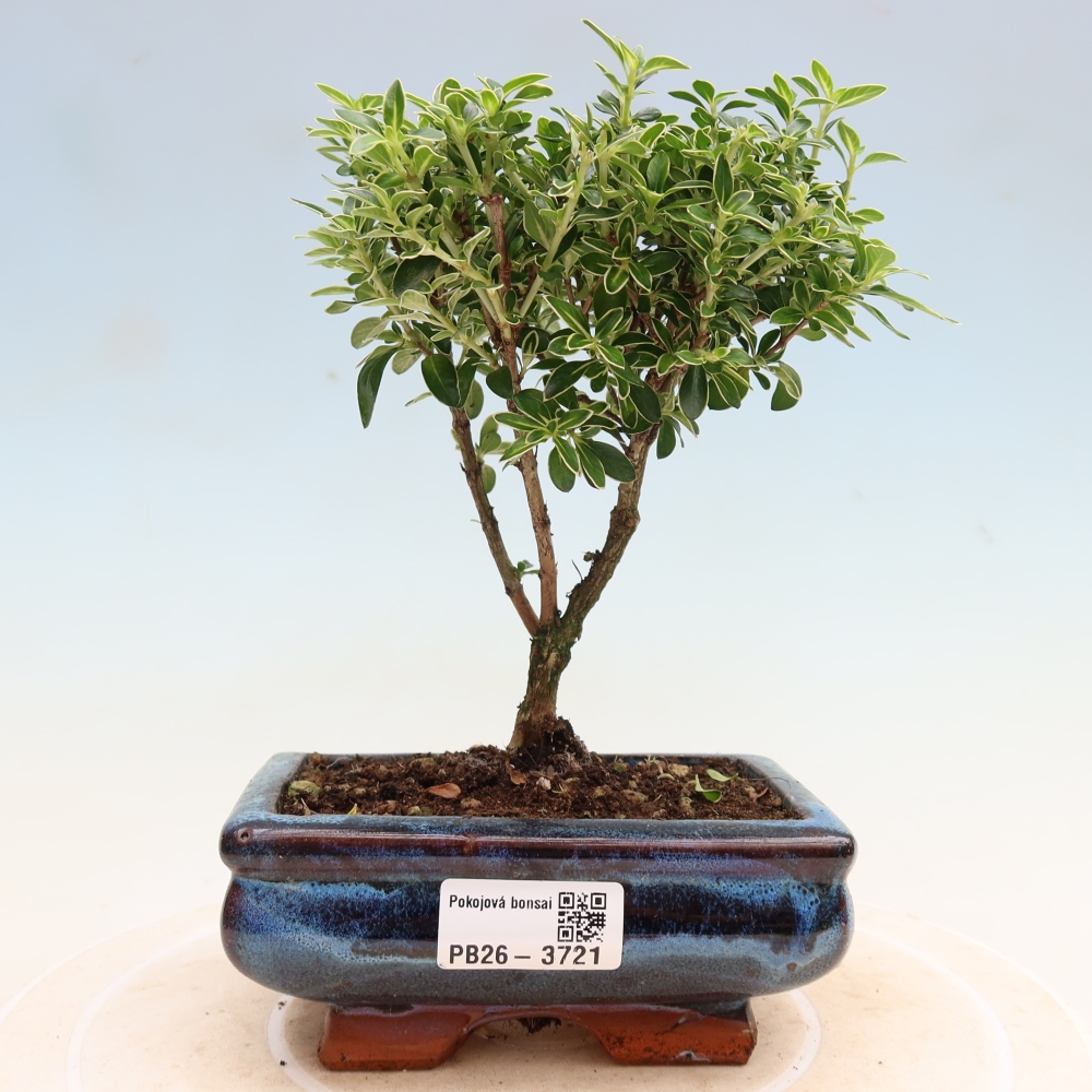 Zimmerbonsai - Serissa foetida Variegata - Baum der Tausend Sterne