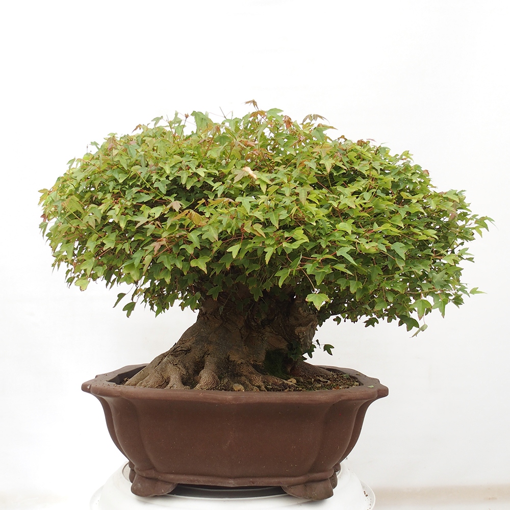 Bonsai im Freien - Ahorn Buergerianum - Burger Maple
