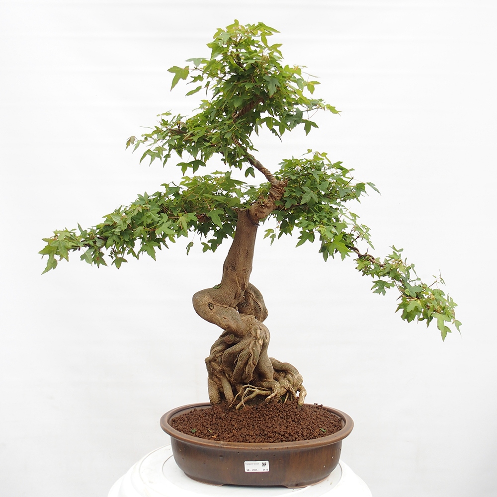 Bonsai im Freien - Ahorn Buergerianum - Burger Maple