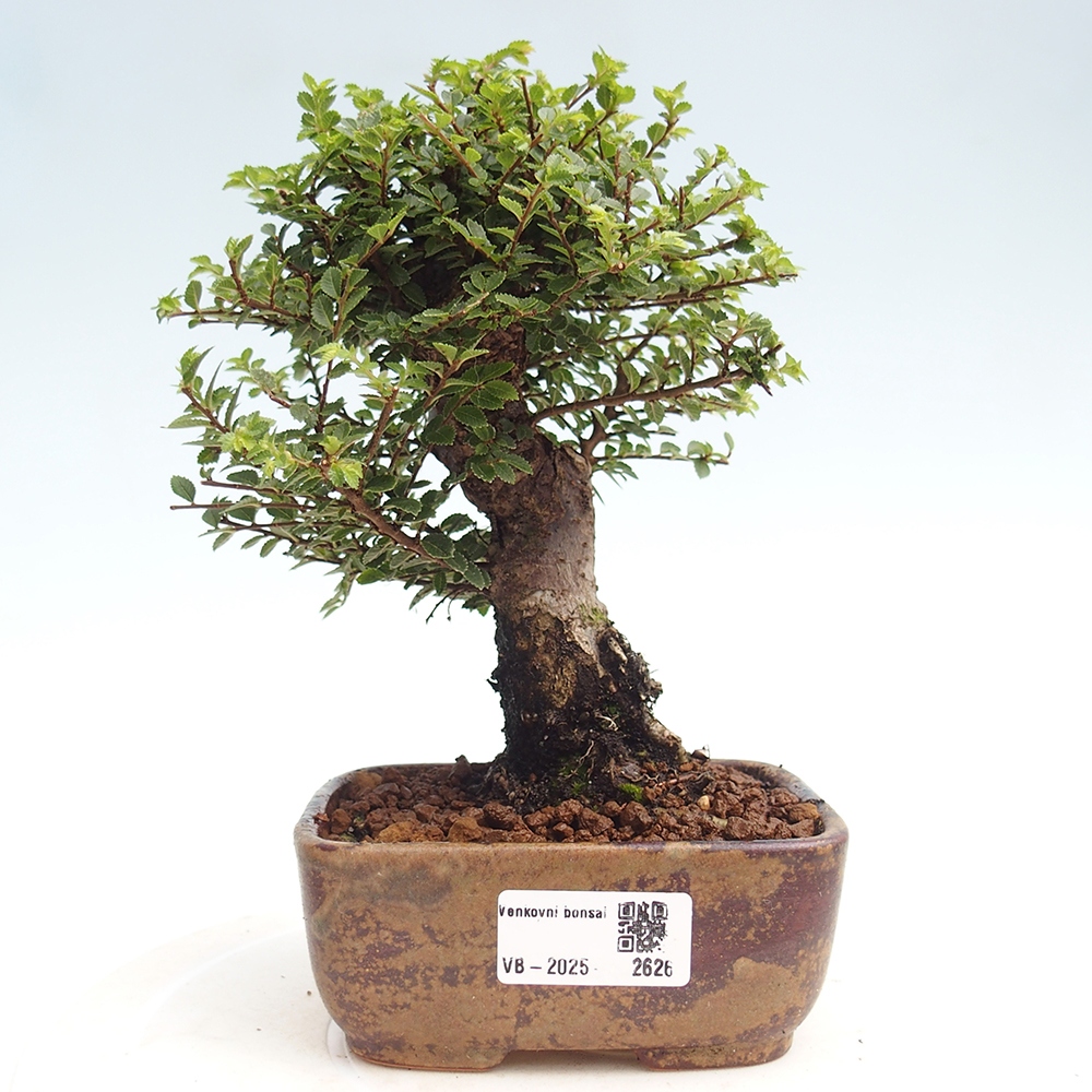 Bonsai im Freien - Ulmus parvifolia Hokkaido - Chinesische Ulme