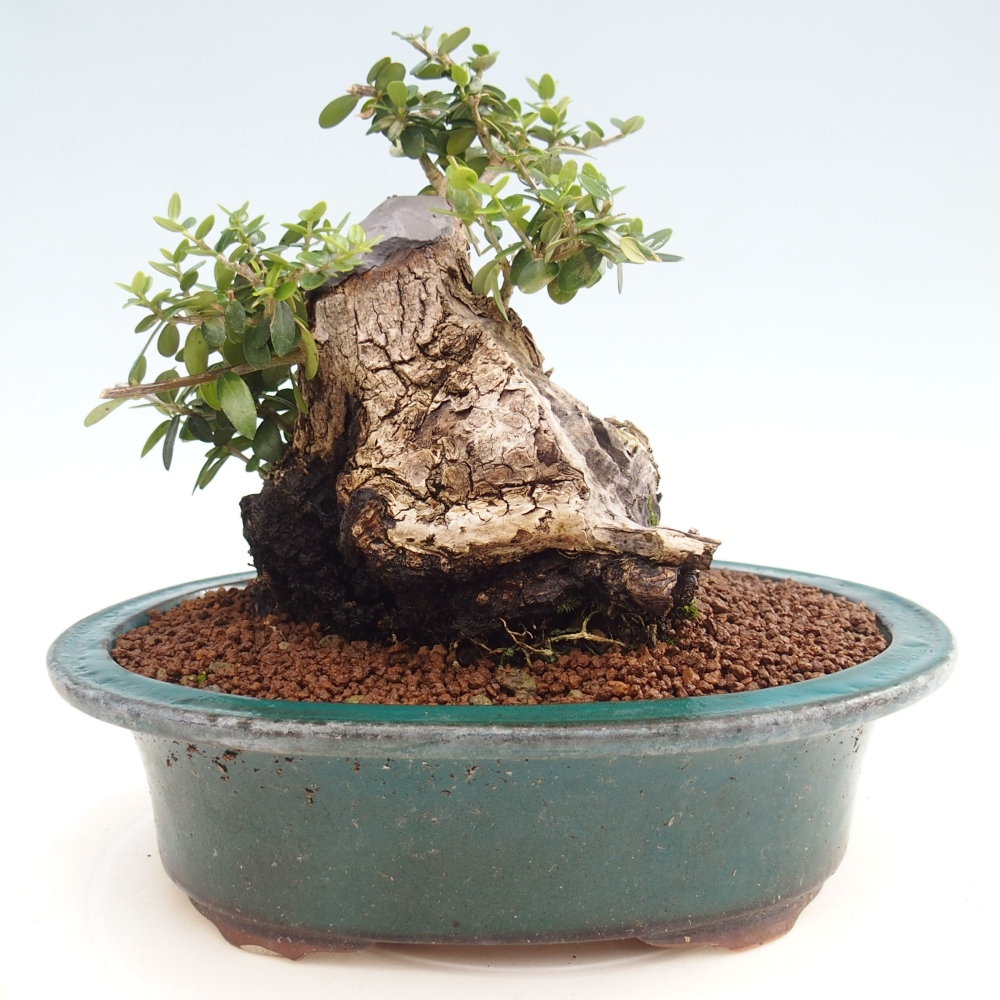 Indoor-Bonsai - Olea europaea sylvestris - Europäisches kleinblättriges Olivenöl
