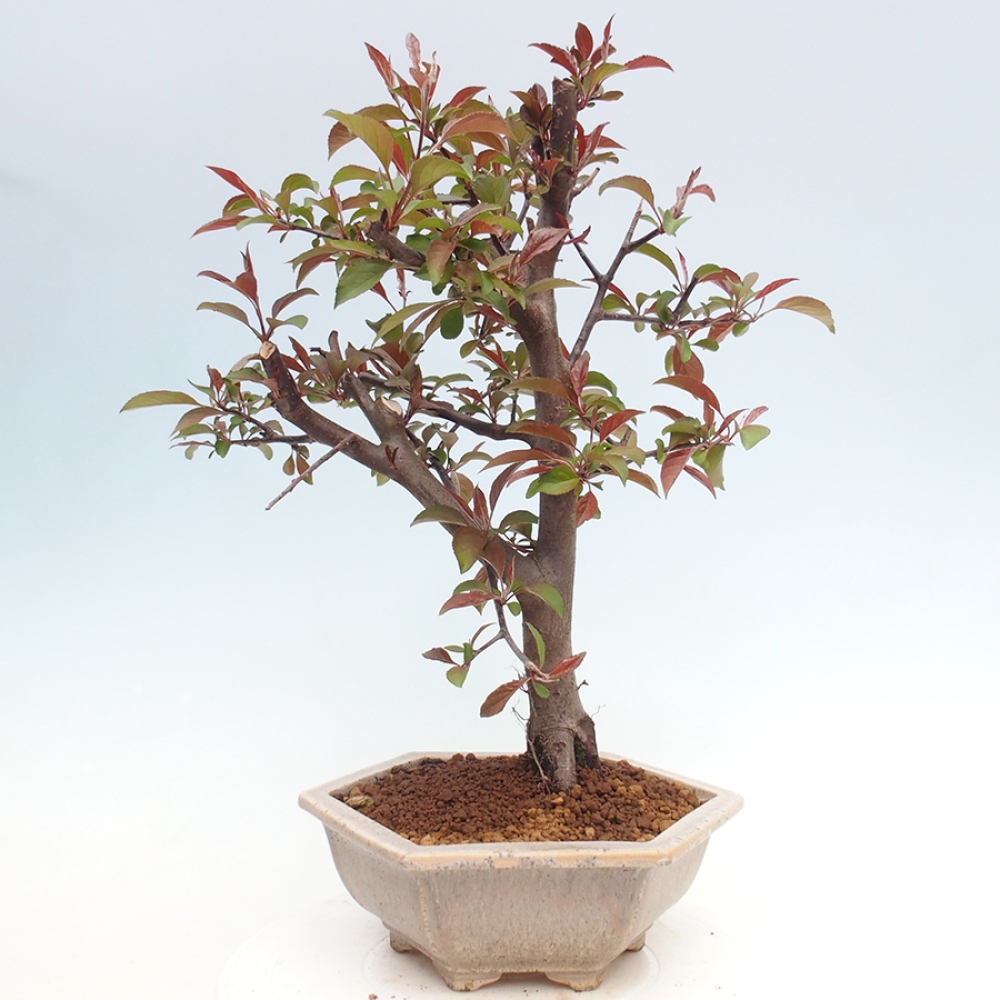 Freilandbonsai - Malus Domestica - Kleinfruchtiger rotblättriger Apfelbaum