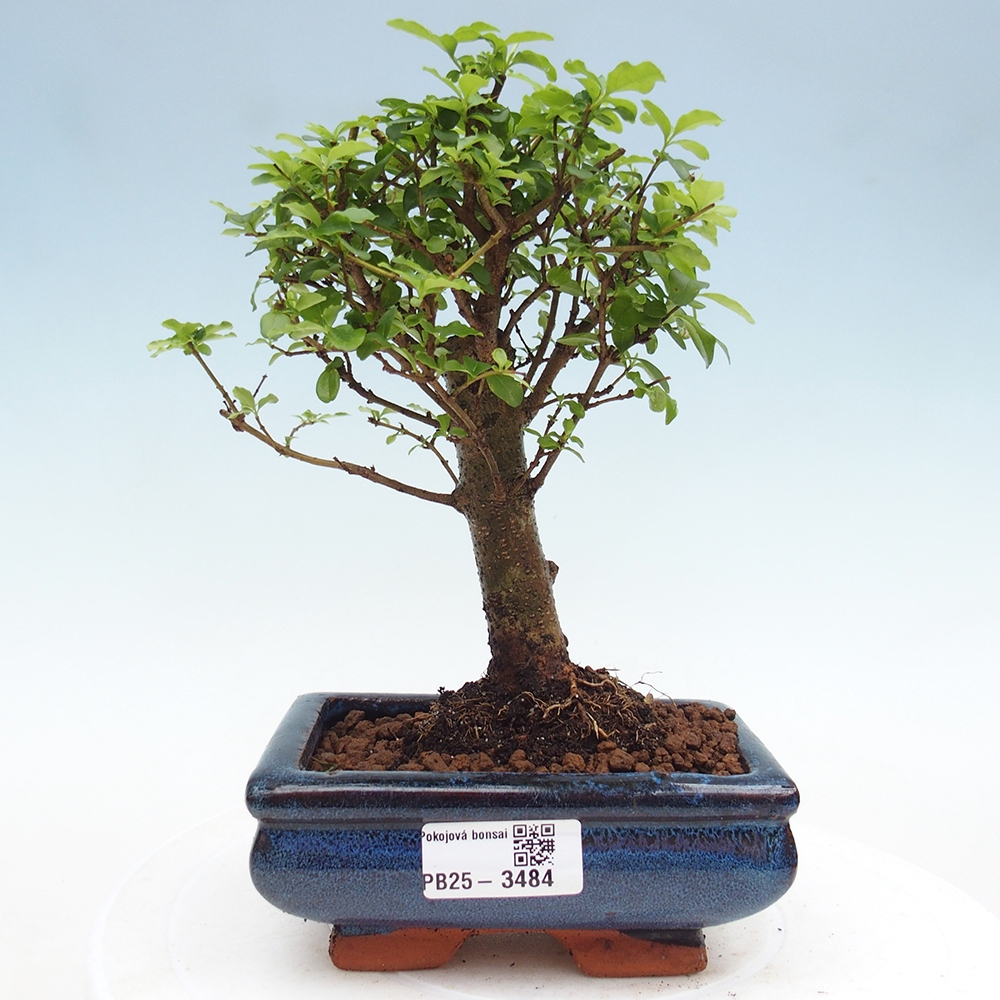 Zimmer Bonsai -Ligustrum chinensis - Vogelschnabel