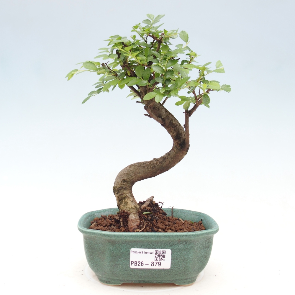 Zimmerbonsai - Ulmus parvifolia - Kleinblättrige Ulme