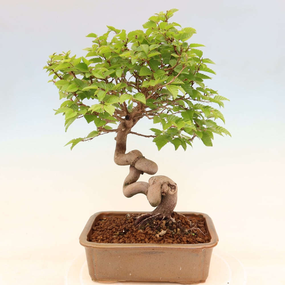 Bonsai für draußen - Karpinus Coreana - Koreanische Hainbuche
