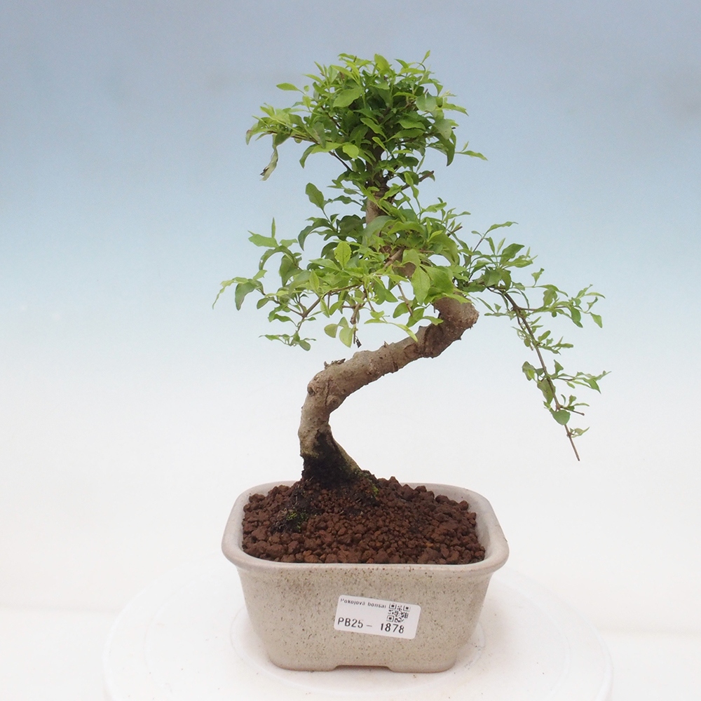 Indoor Bonsai -Ligustrum chinensis - Vogelschnabel