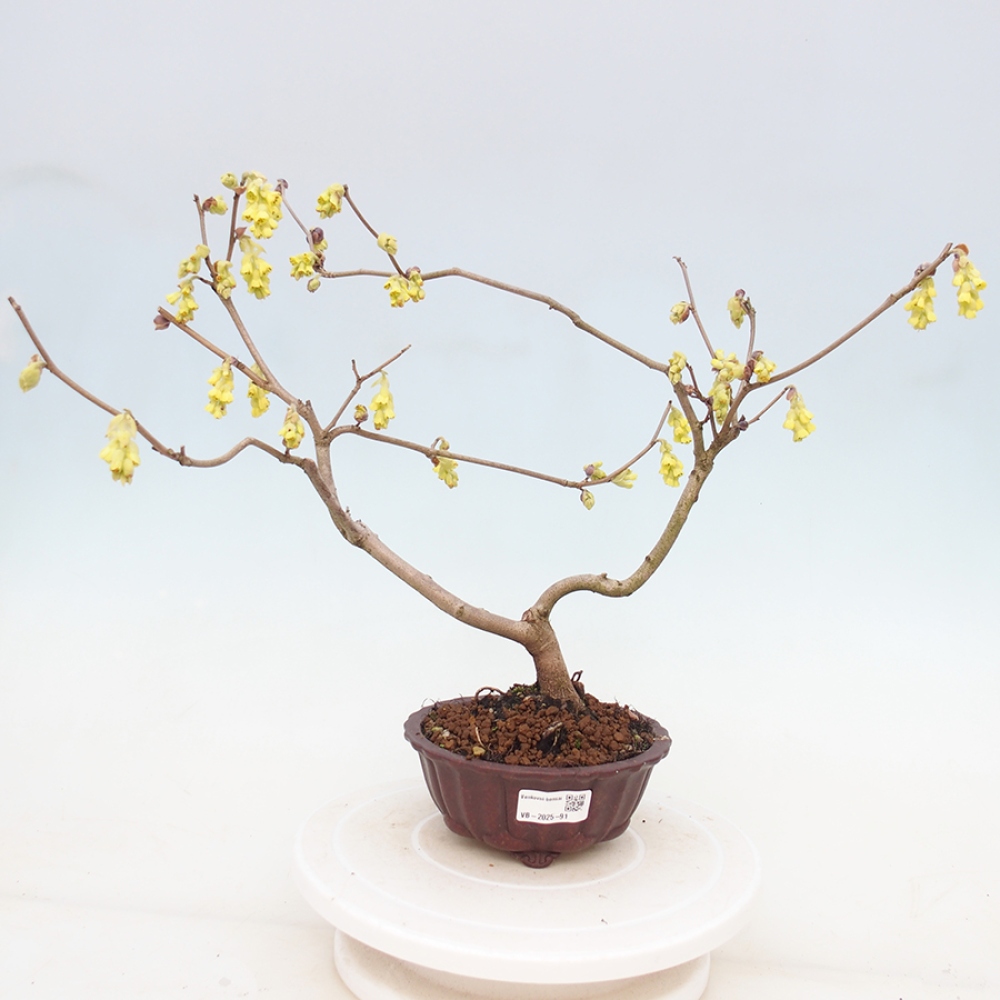 Bonsai im Freien - Haselnuss - Corylopsis Spicata