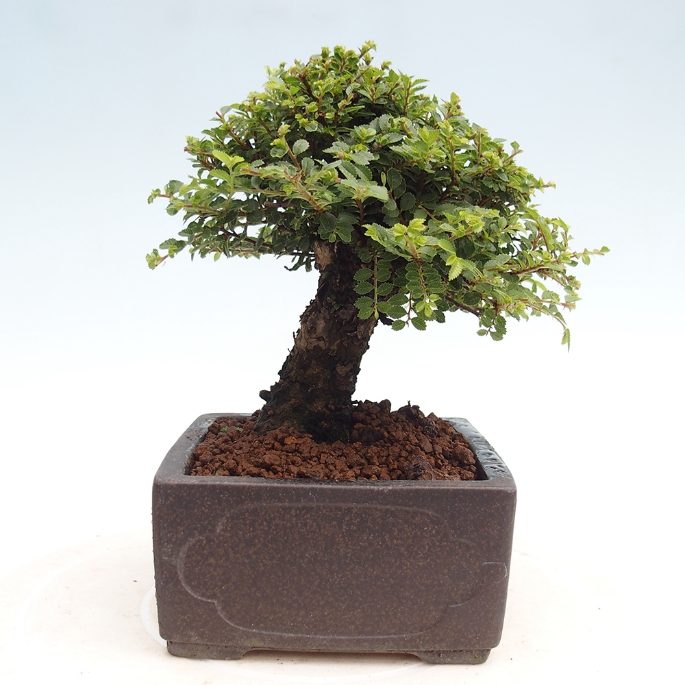 Bonsai im Freien - Ulmus parvifolia Hokkaido - Chinesische Ulme