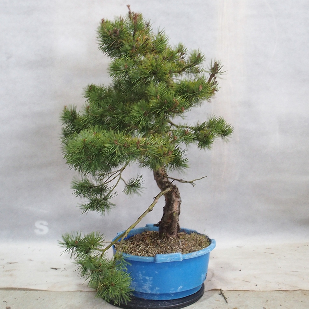 Yamadori - Pinus sylvestris 