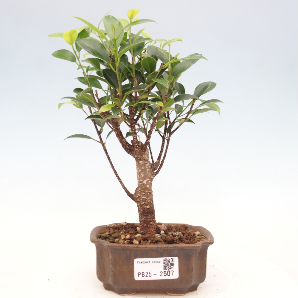 Zimmerbonsai - Kleinblättriger Ficus - Ficus kimmen