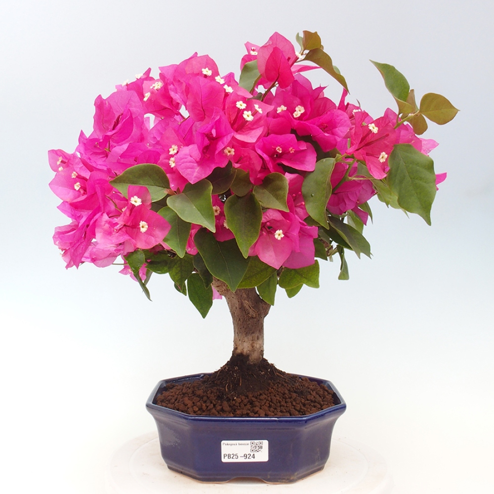 Indoor Bonsai - Bouganwilea