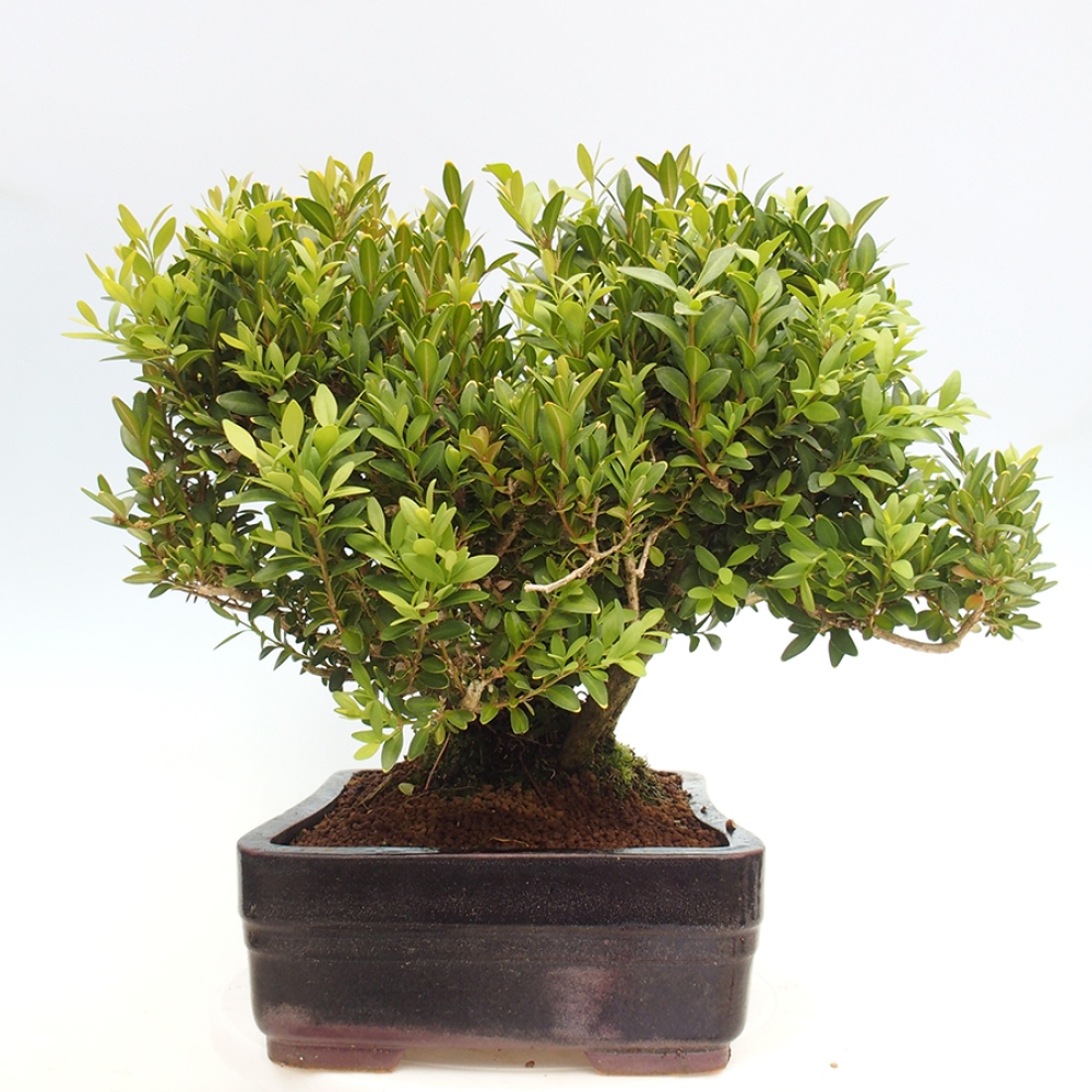 Outdoor-Bonsai - Buxus sempervirens - Buchsbaum