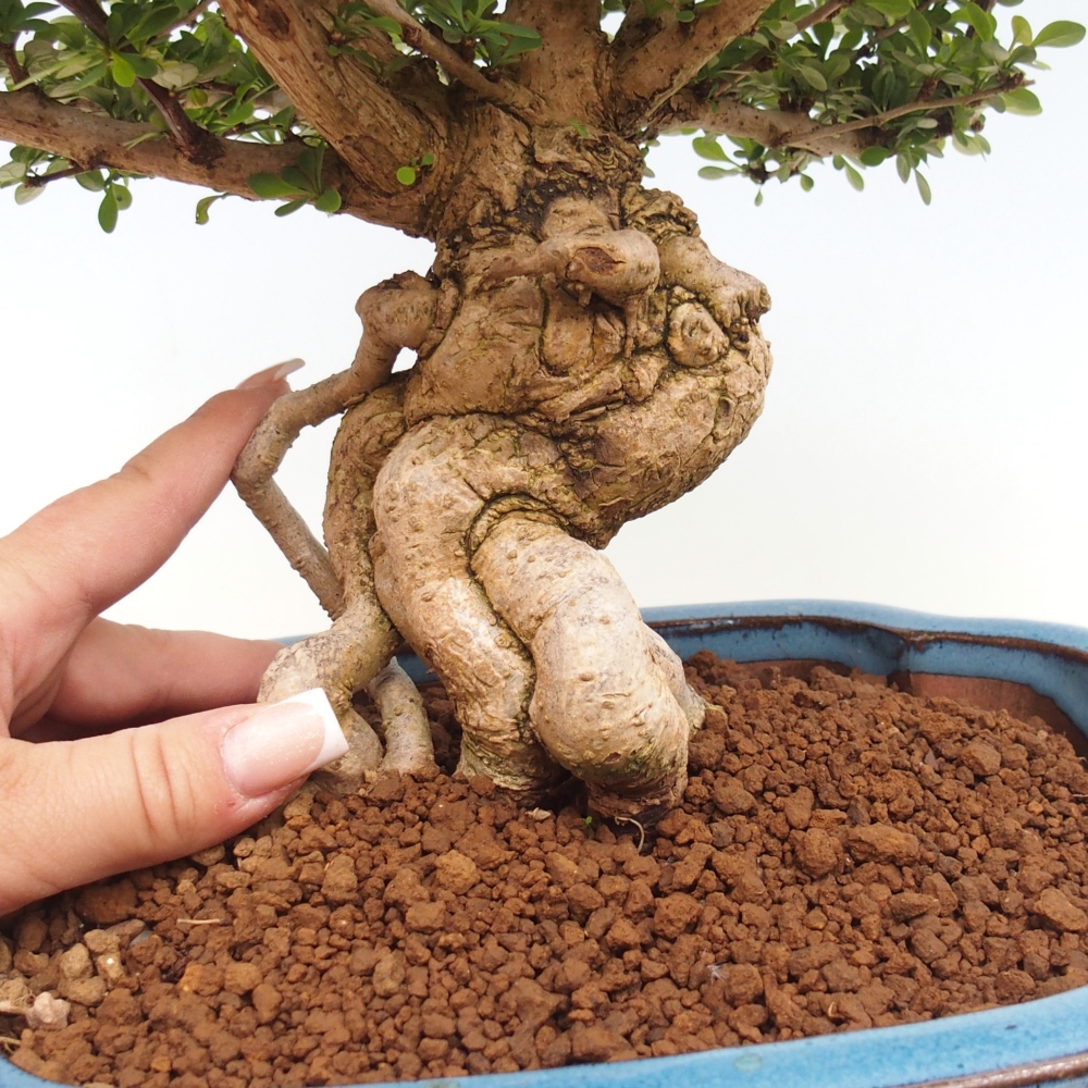 Bonsai für draußen - Berberis coreana