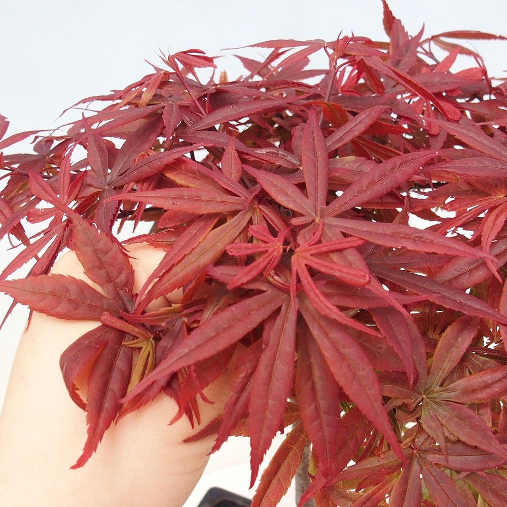 Bonsai im Freien - Acer-Palme. Atropurpureum-Palmenblatt-Ahorn