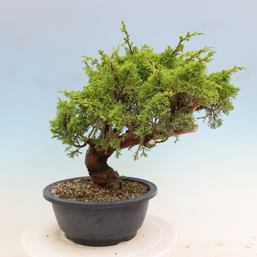 Bonsai für draußen - Juniperus chinensis Itoigawa-Juniperus chinensis