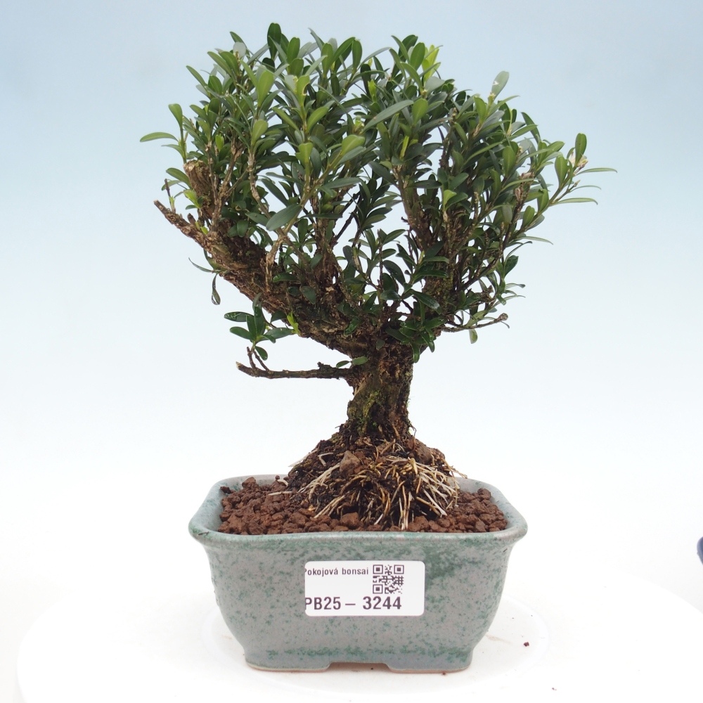 Zimmer Bonsai - Buxus harlandii - Korkbuxus