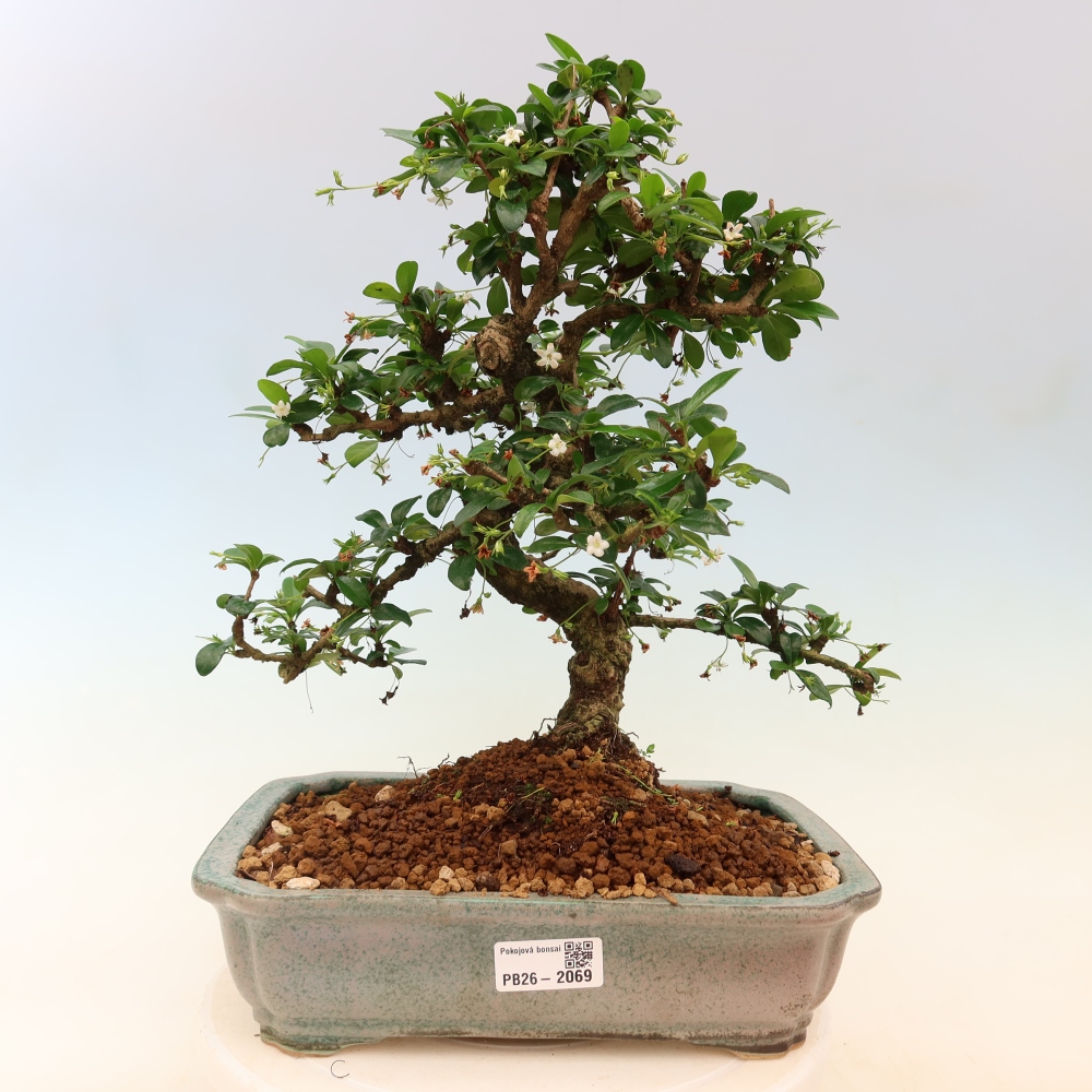 Zimmer-Bonsai - Carmona macrophylla - Tee-Fuki