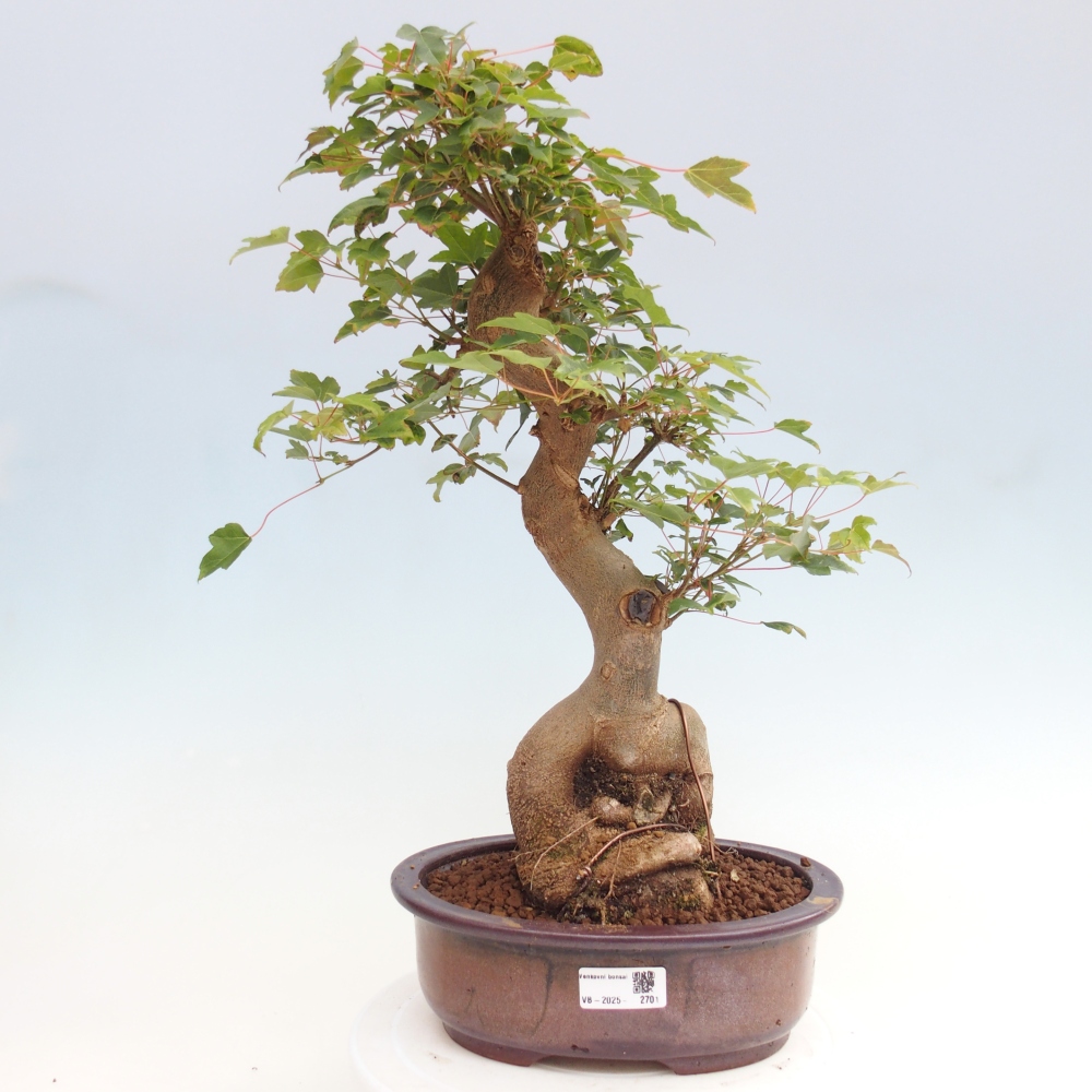 Bonsai im Freien - Ahorn Buergerianum - Burger Maple