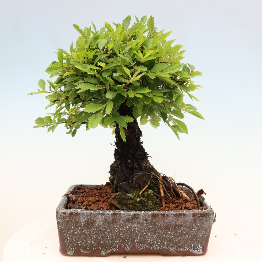 Bonsai für draußen - Zelkova - Zelkova NIRE