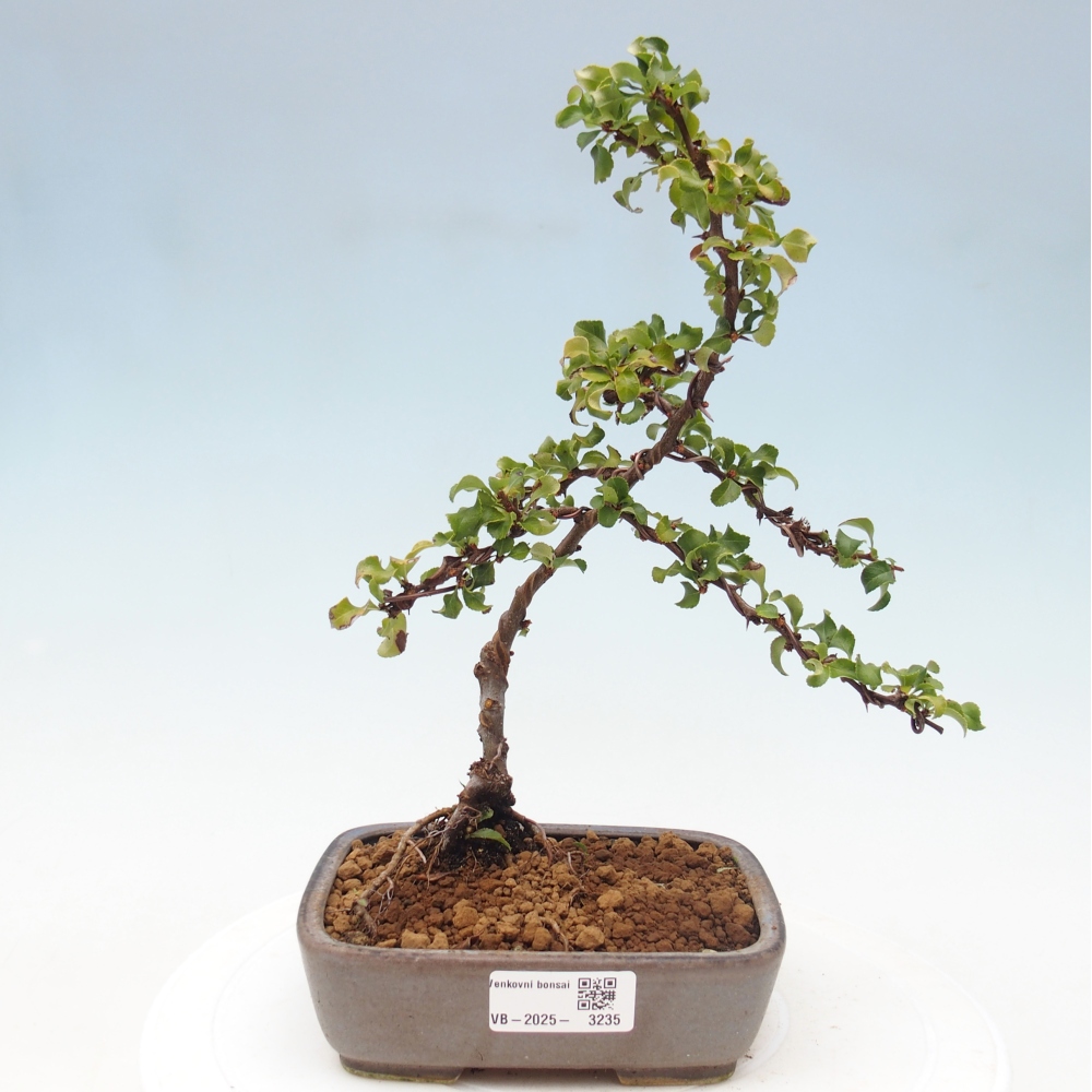 Außen Bonsai - Chaenomeles mit Red Joy -. Quitte
