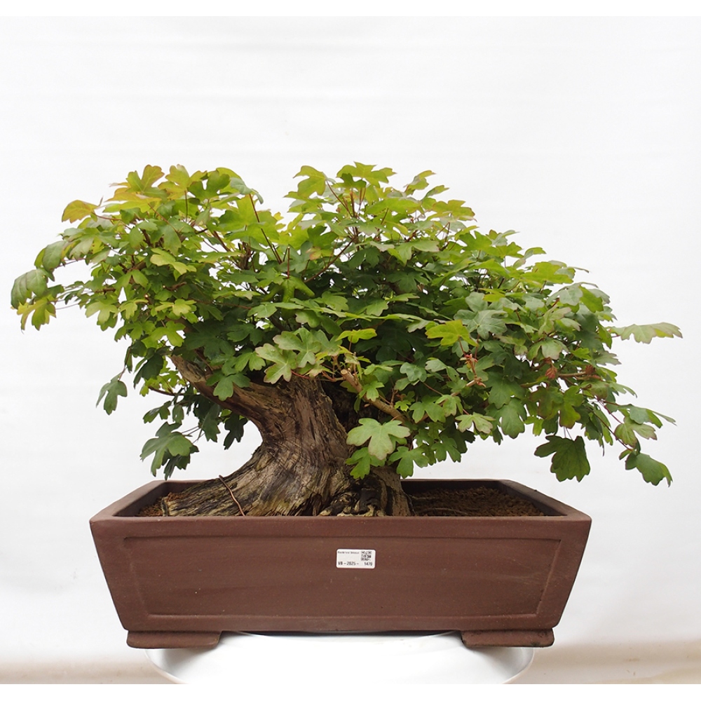 Bonsai im Freien - Baby-Ahorn - Acer campestre