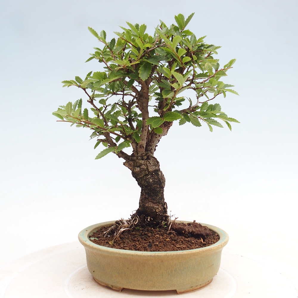 Bonsai im Freien - Zelkova - Zelkova NIRE