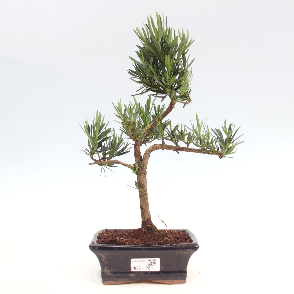 Indoor-Bonsai - Podocarpus - Stein tausend