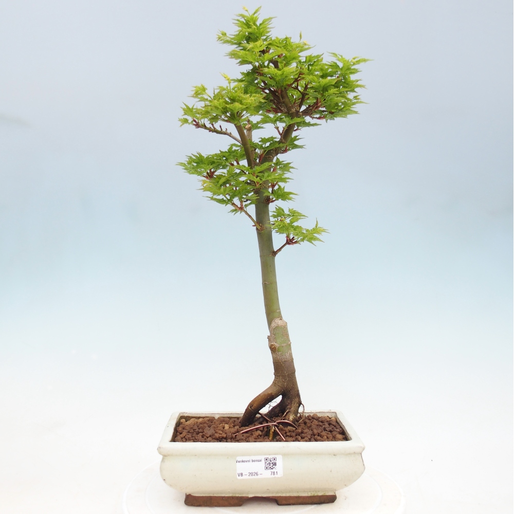 Bonsai für draußen -Javor-Palme Acer palmatum Shishigashira