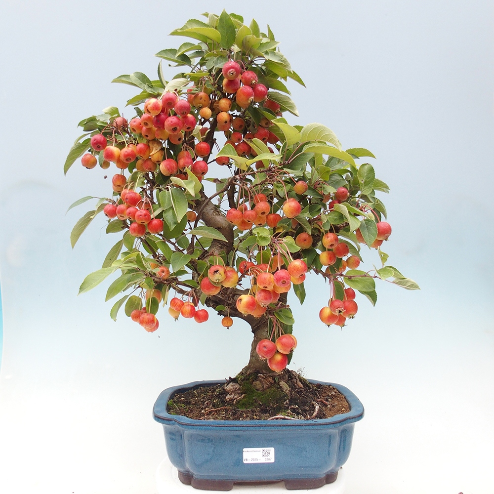 Bonsai im Freien - Malus halliana - Kleinfruchtiger Apfelbaum