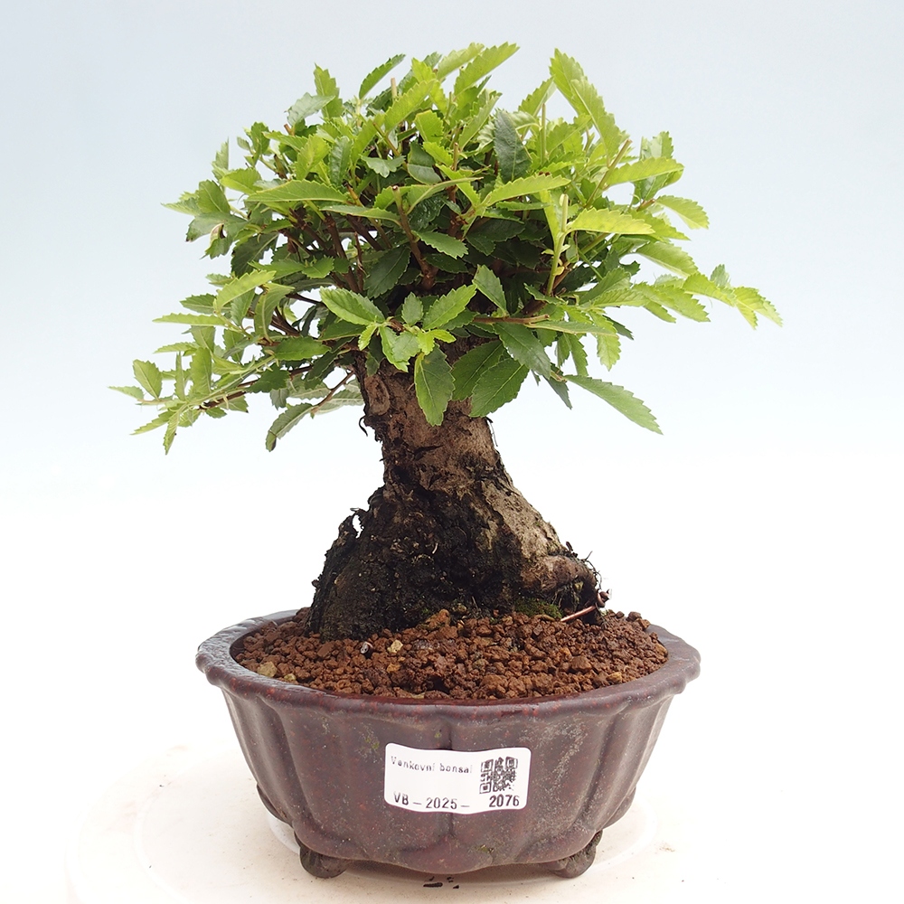 Bonsai im Freien - Zelkova - Zelkova NIRE