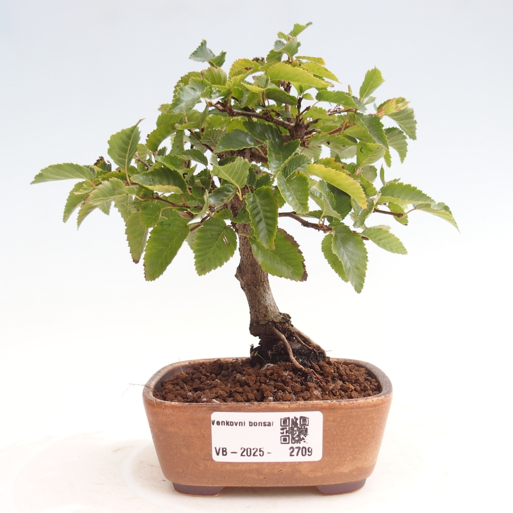 Outdoor-Bonsai -Carpinus CARPINOIDES - Koreanisch Hainbuche