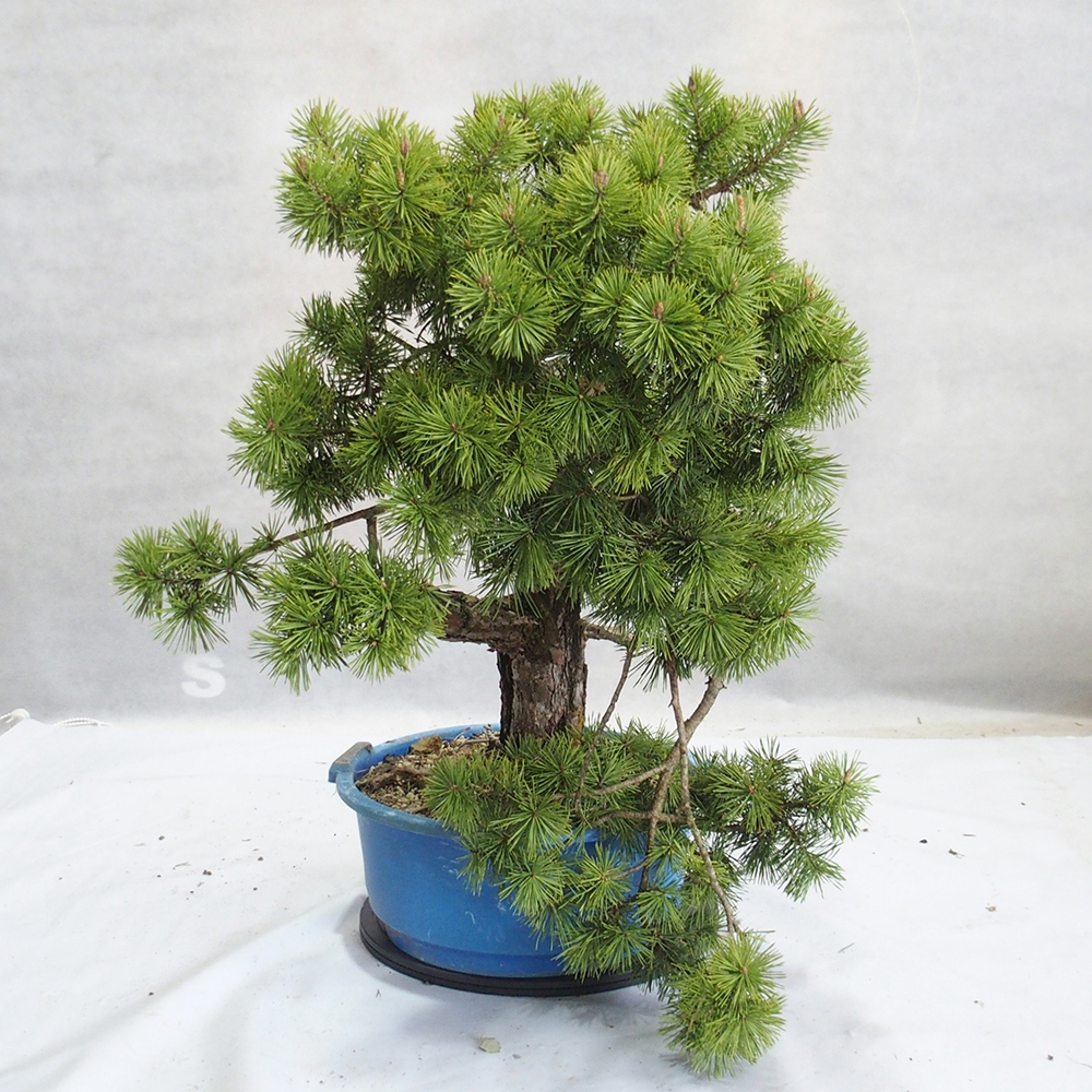 Yamadori - Pinus sylvestris 