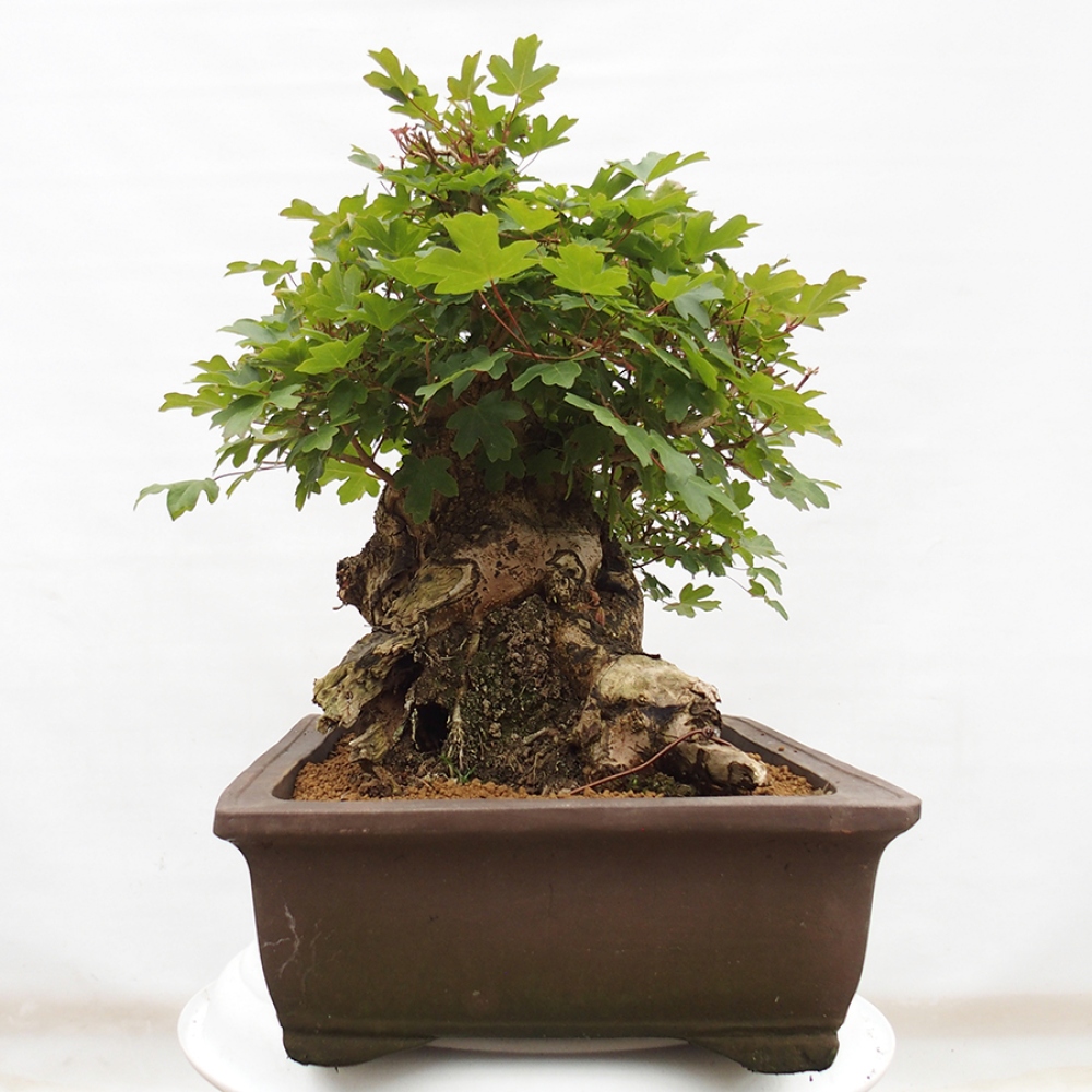 Bonsai im Freien - Französischer Ahorn - Acer Nonspessulanum