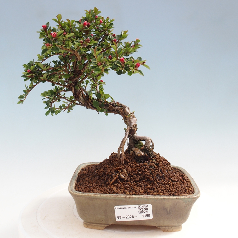 Bonsai im Freien - Cotoneaster horizontalis - Felsenbaum