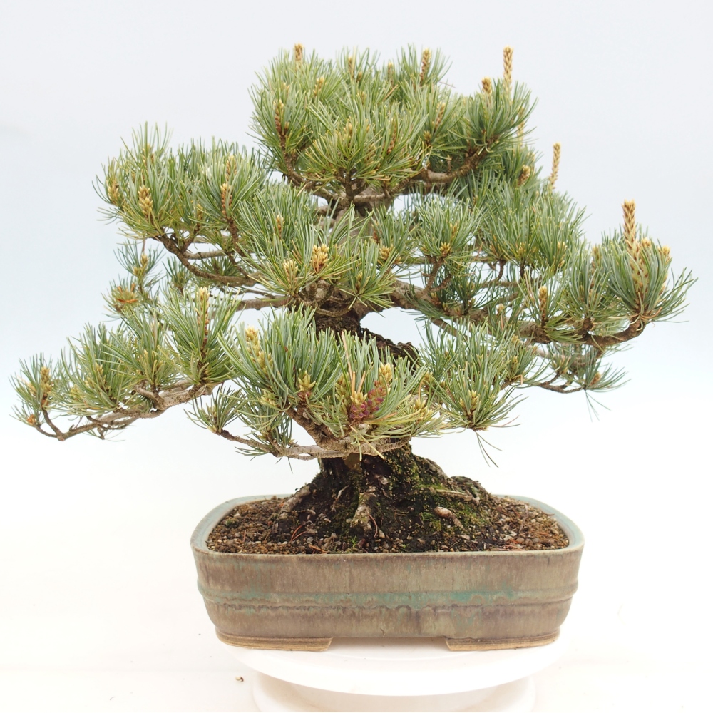 Bonsai für draußen - Pinus parviflora - Pinus parviflora