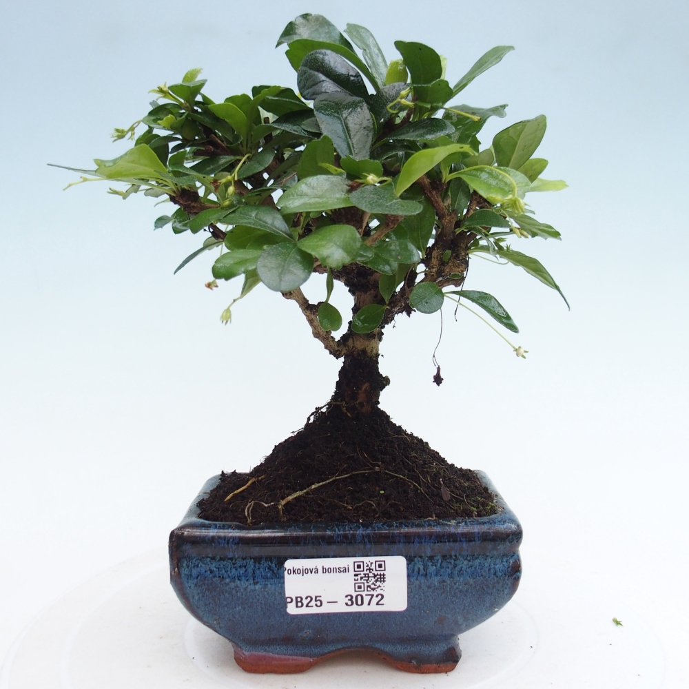 Zimmerbonsai - Carmona Macrophylla - Fuki-Tee