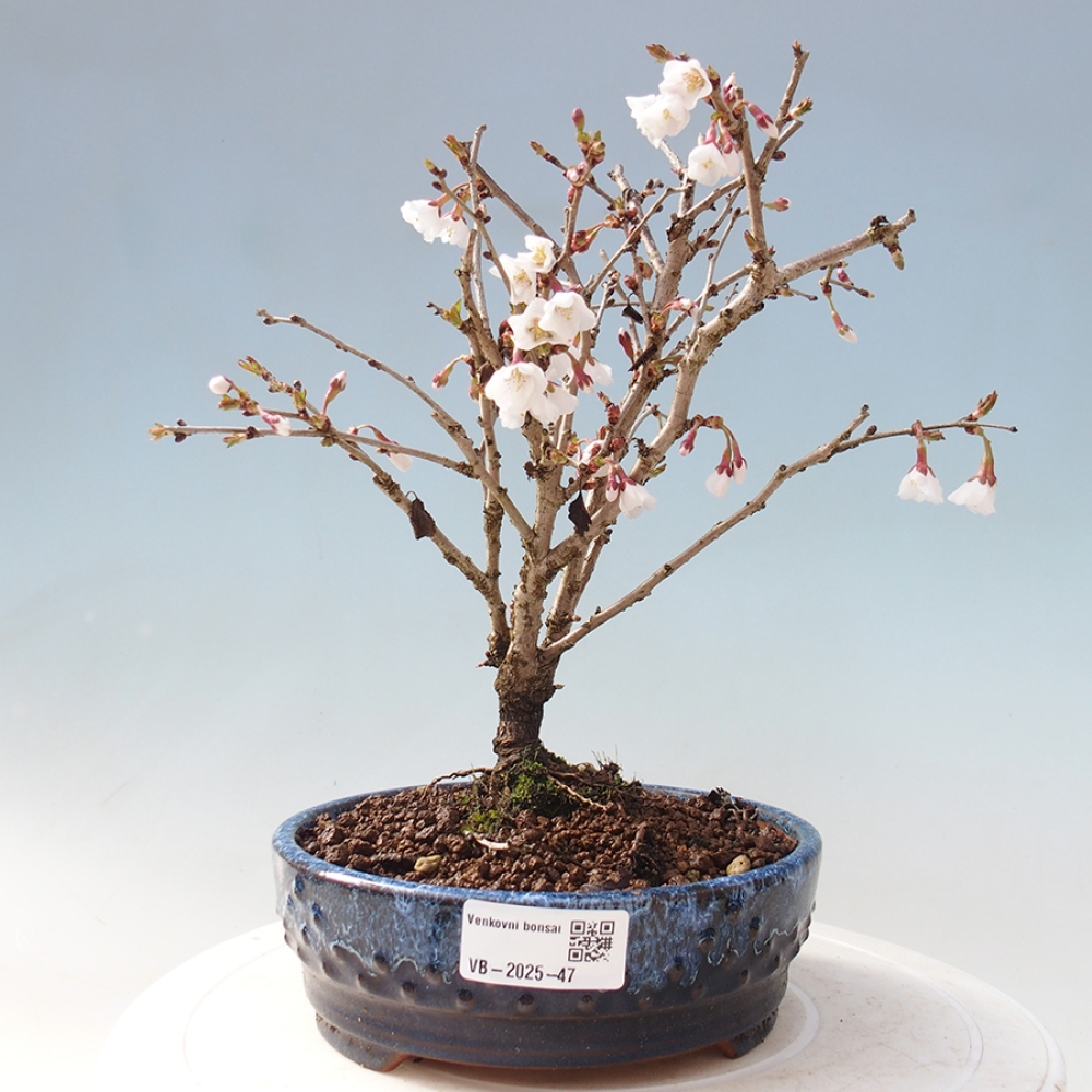 Bonsai im Freien - Prunus incisa Kojou-no mai-Pflaume geschnitten