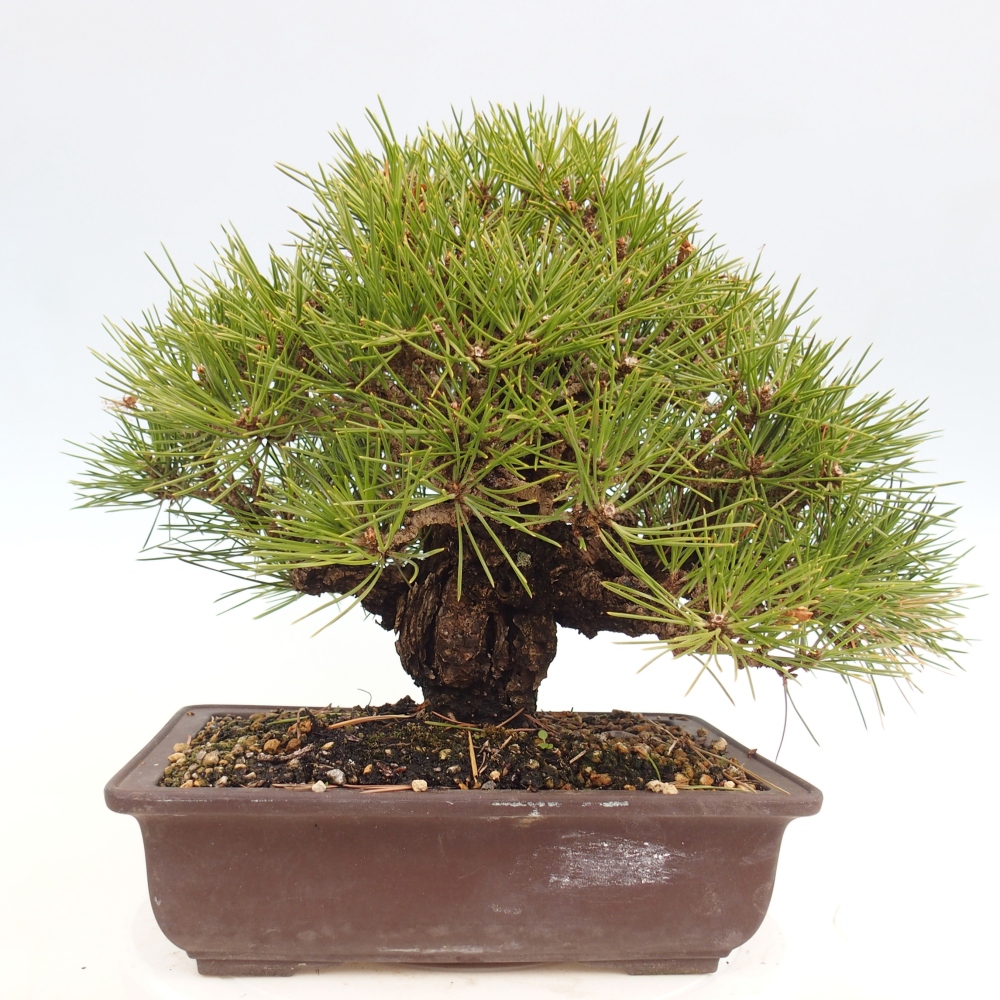 Bonsai für draußen - Pinus thunbergii - Thunberg-Kiefer