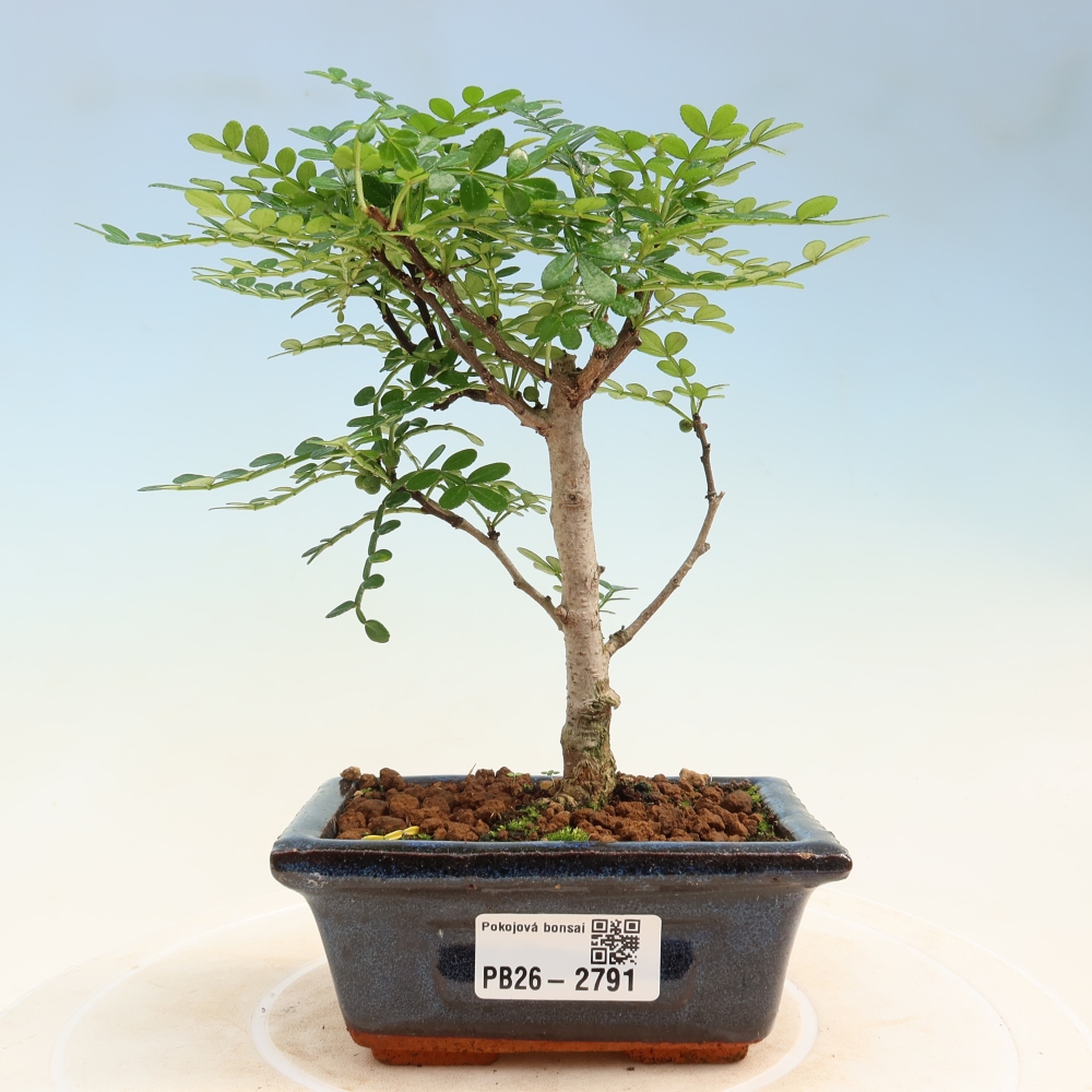 Zimmer Bonsai - Zantoxylum piperitum - Pfefferbaum