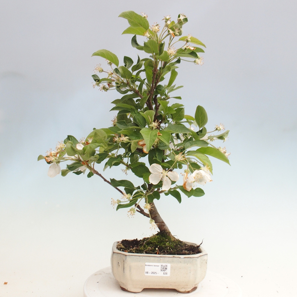 Bonsai im Freien - Malus halliana - Kleinfruchtiger Apfelbaum