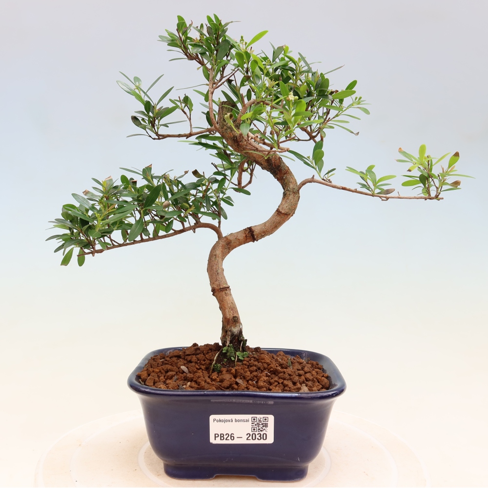 Zimmer Bonsai - Syzygium - Piment