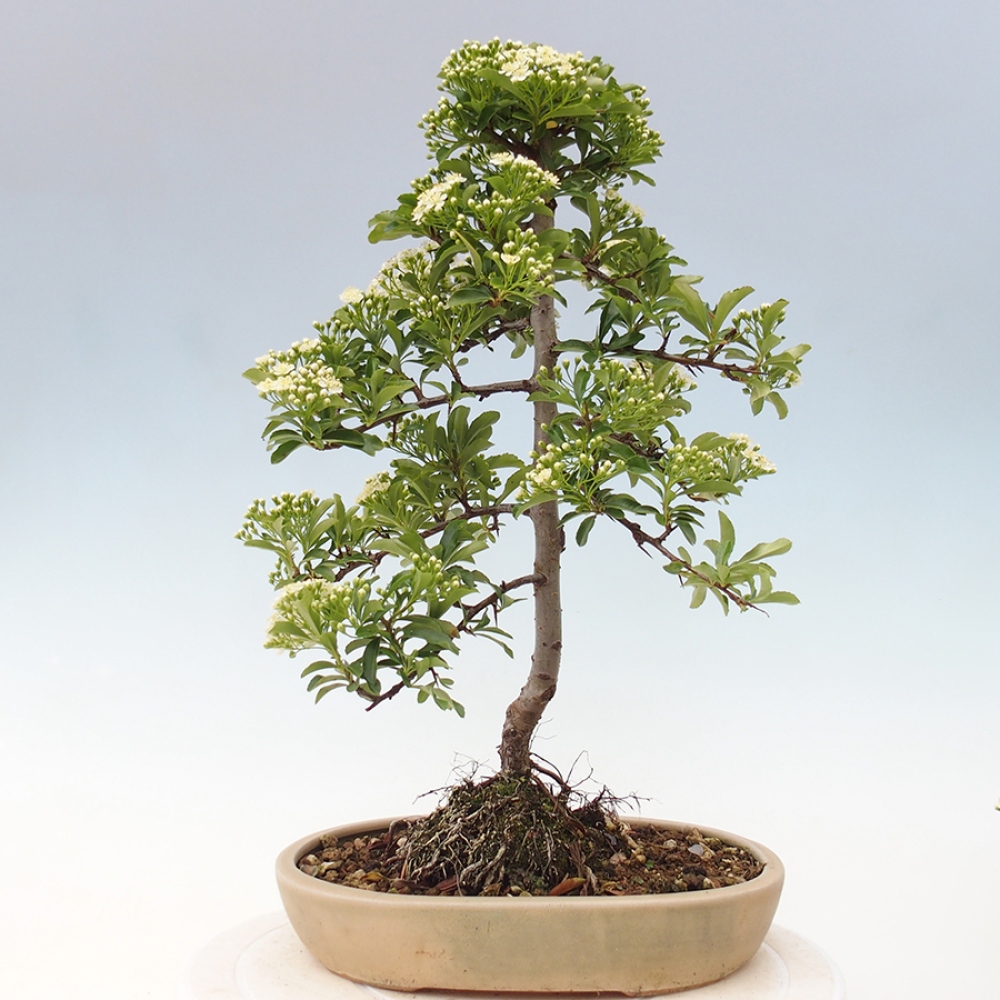 Outdoor Bonsai-Pyracanta Teton -Bäckerei