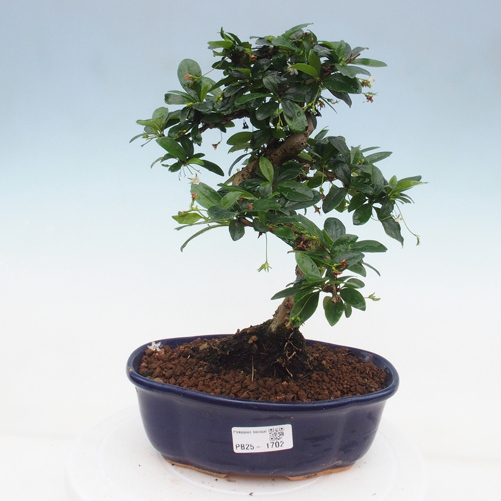 Zimmer Bonsai - Carmona macrophylla - Tea Fuki
