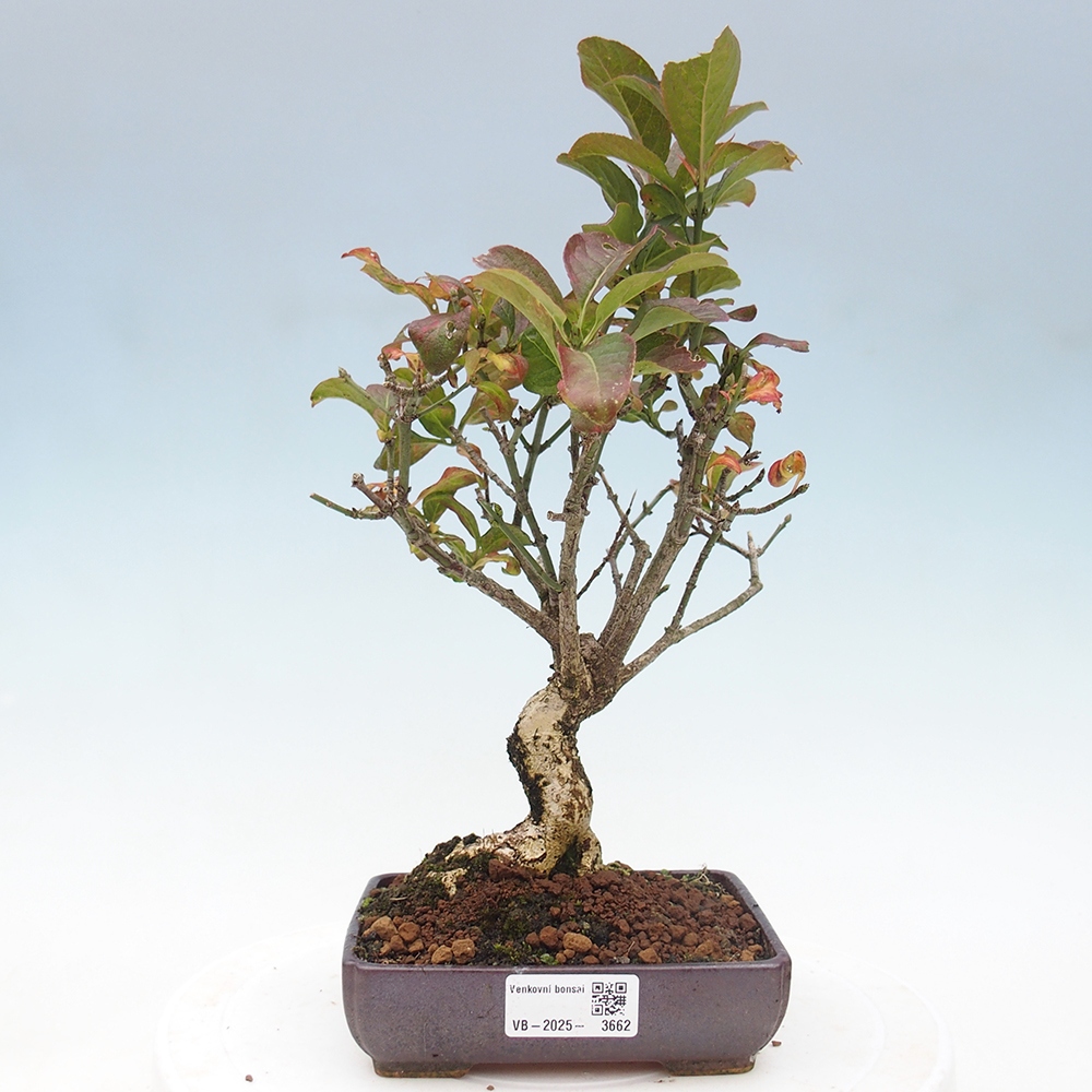 Bonsai für draußen - Europäische Ulme - euonimus
