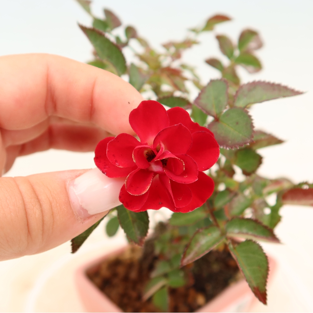 Bonsai für draußen - Rosa Kordes - Rose